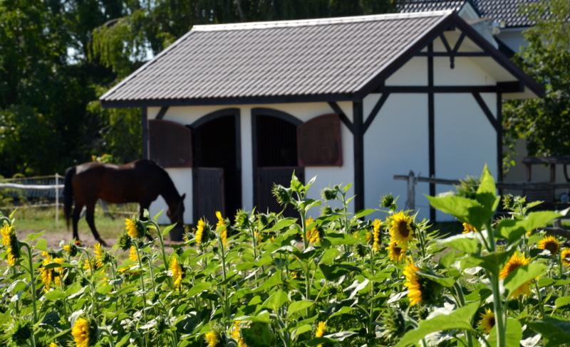 Murzynowo Kościelne Zielone Zacisze Bed & Breakfast エクステリア 写真